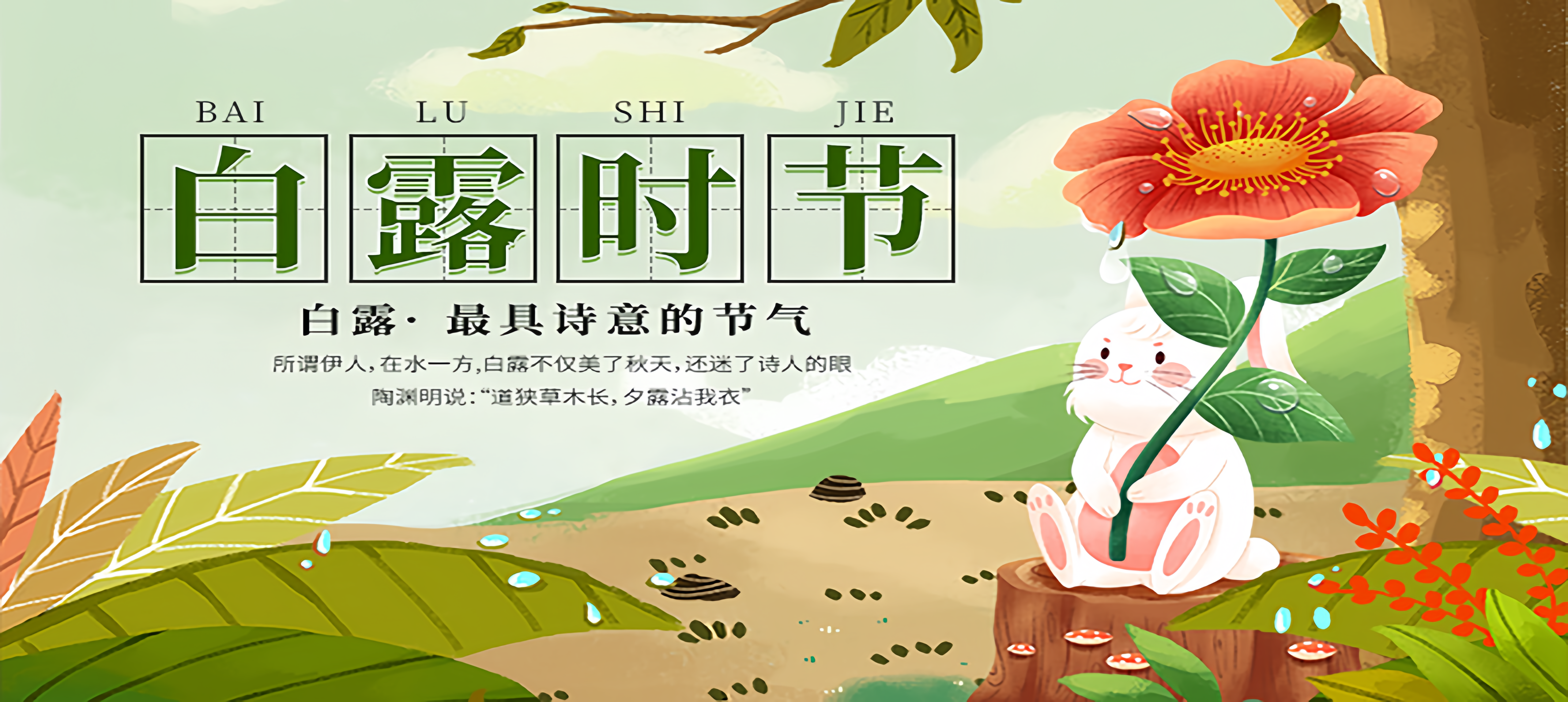 白露55